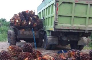 Kenapa Harga TBS Papua Selalu Lebih Rendah Ketimbang Daerah Lain? Kata Apkasindo, ini Penyebabnya