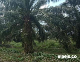 Petani Sumbar Dukung Dana PSR Rp60 Juta per Hektare