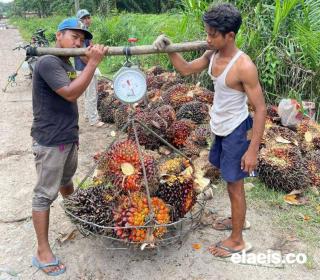 Peniadaan PE Bukan Pemulihan, tapi Permintaan Maaf Pemerintah ke Petani Sawit