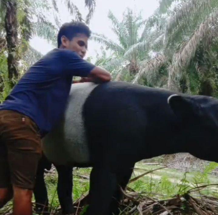 Tapir Muncul di Kebun Sawit Riau