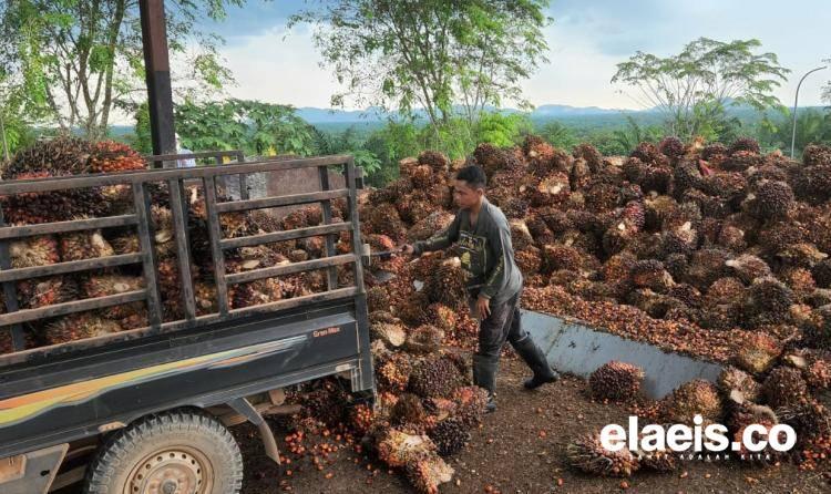 Petani Sawit Swadaya Jadi 