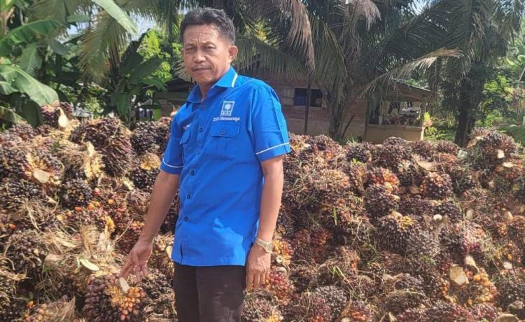 Miris...,Pabrik Tolak TBS Hasil PSR di Dharmasraya