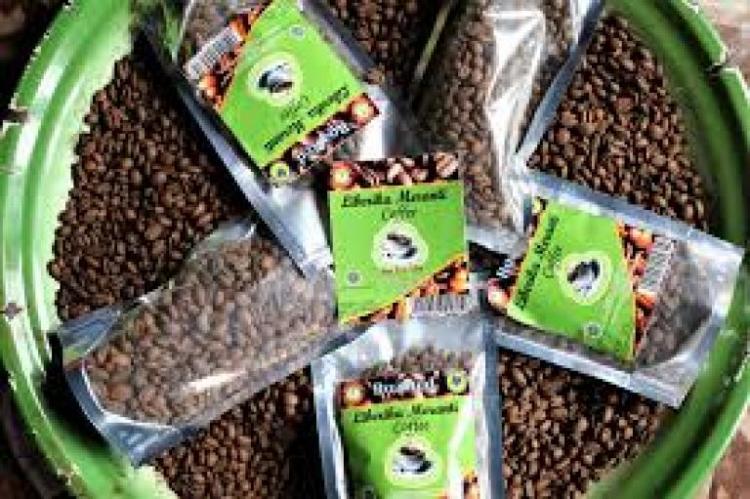 Seperti Sawit, Komoditas Ekspor yang ini pun Bagus Ditanam di Gambut