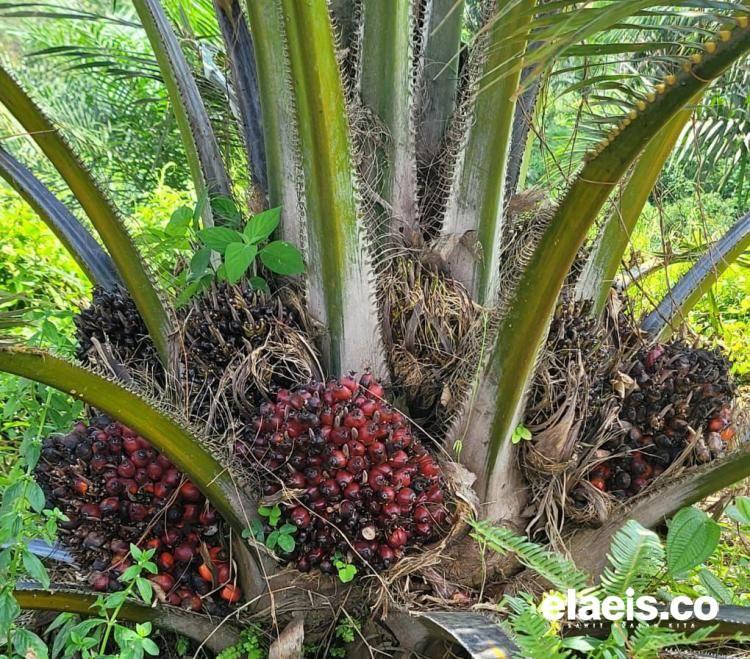 Harga Sawit Sulsel Naik Jadi Rp1.960/Kg
