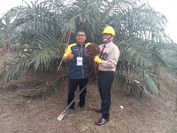 Potensi Hasil Kebun PSR di Sanggau Capai 2 Ton per Hektare