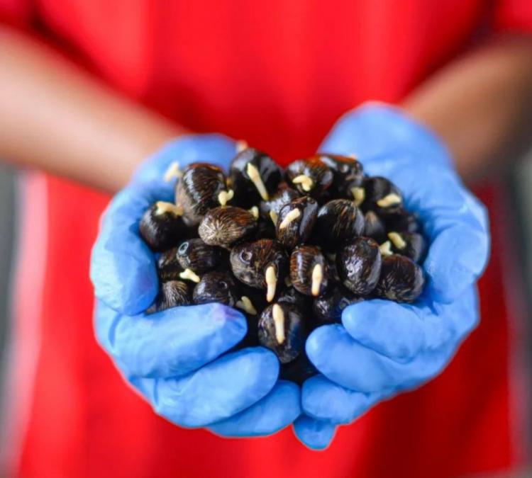 PTPN V Lanjutkan Program Penyediaan Bibit Sawit untuk Petani