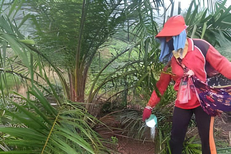 Soal Pupuk, Petani Sawit Harus Pandai