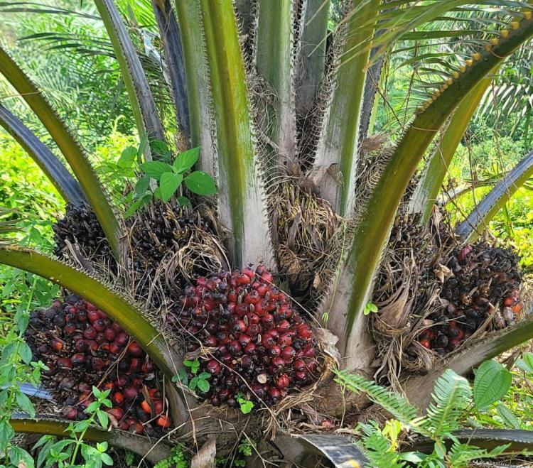 Di Riau, yang Banyak Terjebak Gunakan Bibit Sawit Palsu Petani Swadaya 