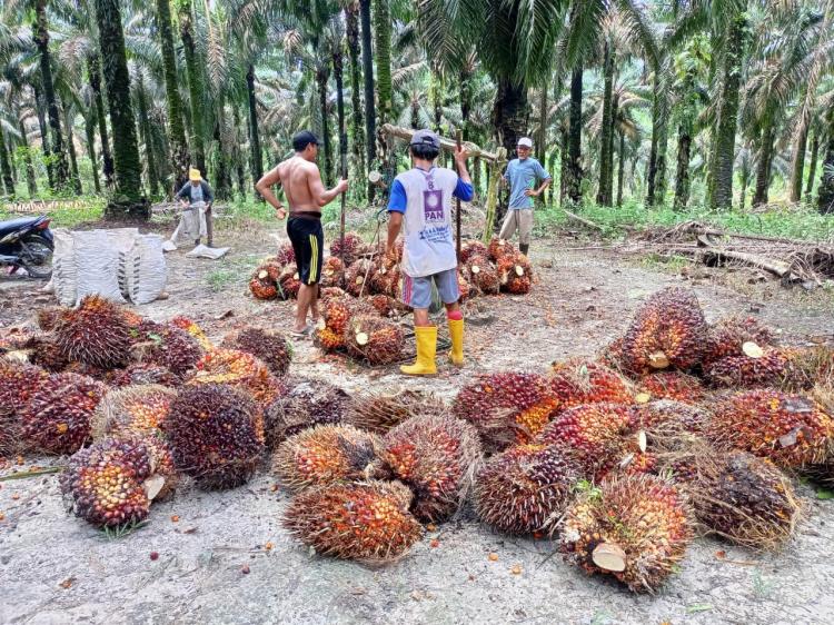 Di Daerah ini Masih Ada TBS Petani yang Dibeli di Bawah Rp 1.000/Kg