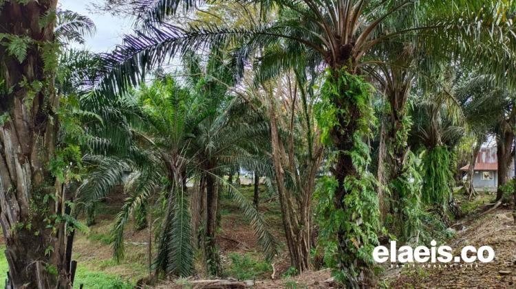 HKTI Bengkulu: PSR Dorong Peningkatan Ekonomi Petani