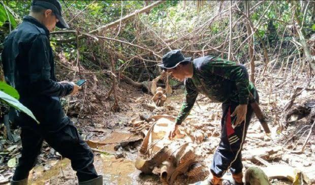 Sarangnya Dijadikan Kebun Sawit, Seekor Gajah Betina Ditemukan Jadi Bangkai di Hutan Mukomuko