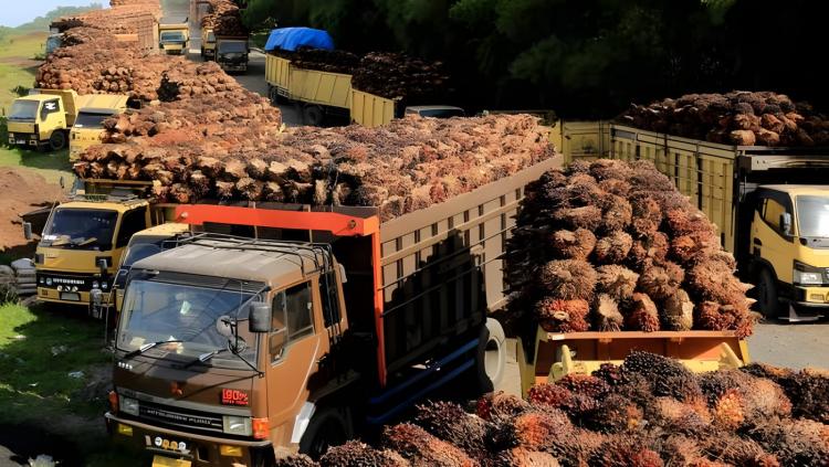 Pengepul Mengeluh, Biaya Angkut Sawit Meroket