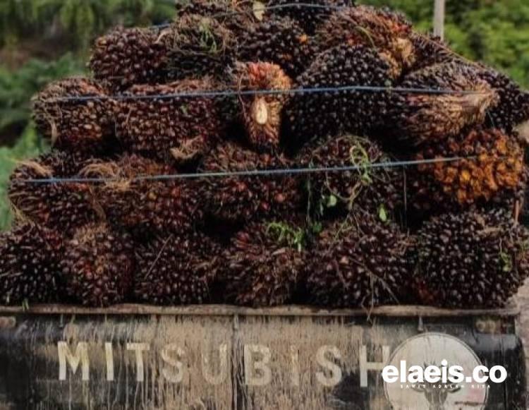 Harga Sawit Sumsel Anjlok Rp43,37/Kg