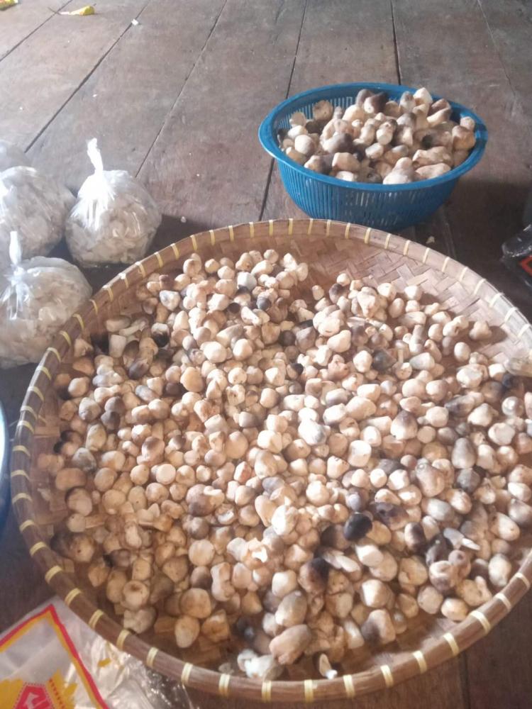 Bea Cukai Buka Peluang Ekspor Jamur Sawit 