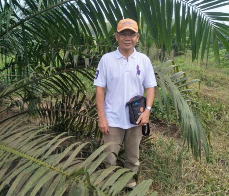 Program Peremajaan Sawit Rakyat di Babel Masih Seret