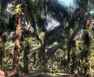 Hanya Segelintir Perusahaan yang Menaati Permentan 01/2018, Ini Buktinya