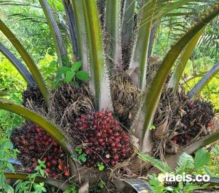 Harga Sawit Sulsel Naik Jadi Rp1.960/Kg