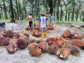 Di Daerah ini Masih Ada TBS Petani yang Dibeli di Bawah Rp 1.000/Kg