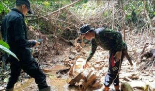 Sarangnya Dijadikan Kebun Sawit, Seekor Gajah Betina Ditemukan Jadi Bangkai di Hutan Mukomuko