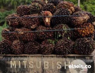 Harga Sawit Sumsel Anjlok Rp43,37/Kg