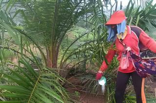 Pupuk Mahal, Petani Diajak Manfaatkan Program Sarpras BPDPKS