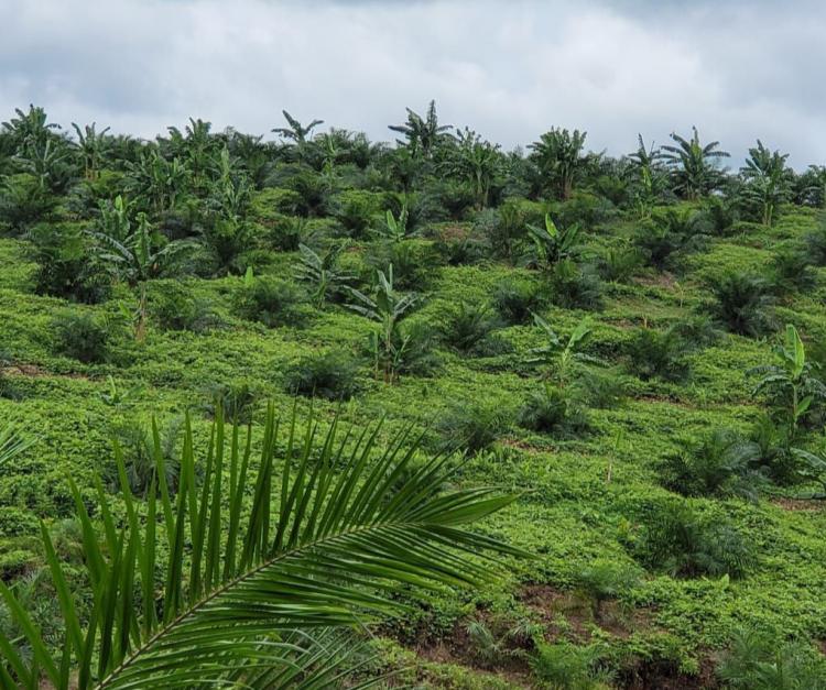 7 Koperasi Dukung Pembagunan Pabrik Kelapa Sawit di Dharmasraya