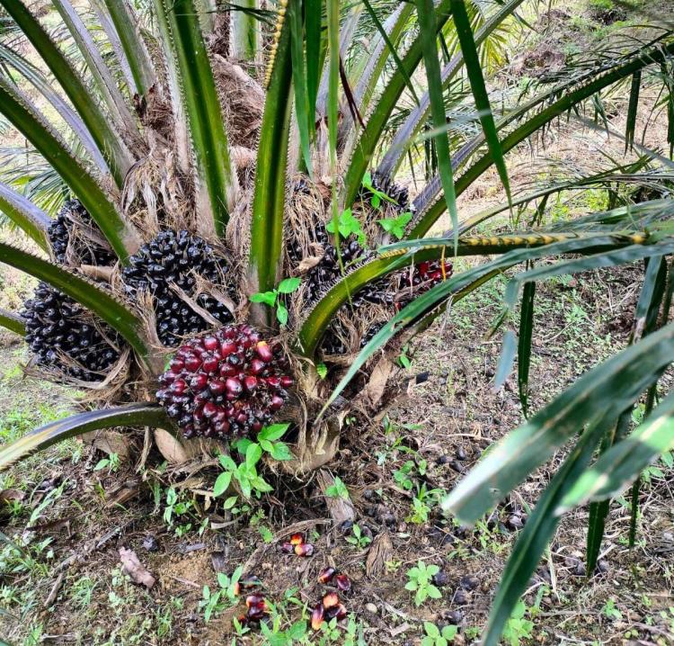 Petani PSR Dharmasraya Masih Bertahan dengan Harga Buah Pasir
