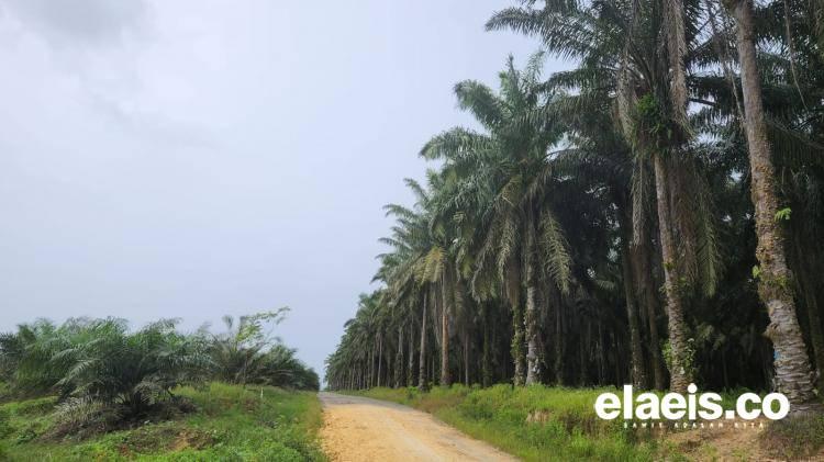 Bro, Mamuang Digoyang FoE, Nestle Disuruh Begini...