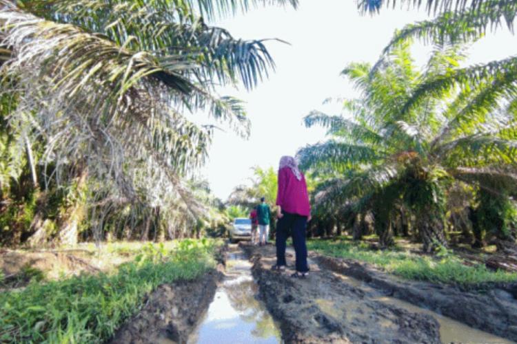 Perbaikan Tata Kelola, Industri Sawit di Maluku Tengah Diaudit