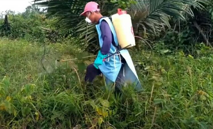 Petani Harus Bijak Pilih Herbisida, Begini Pertimbangannya