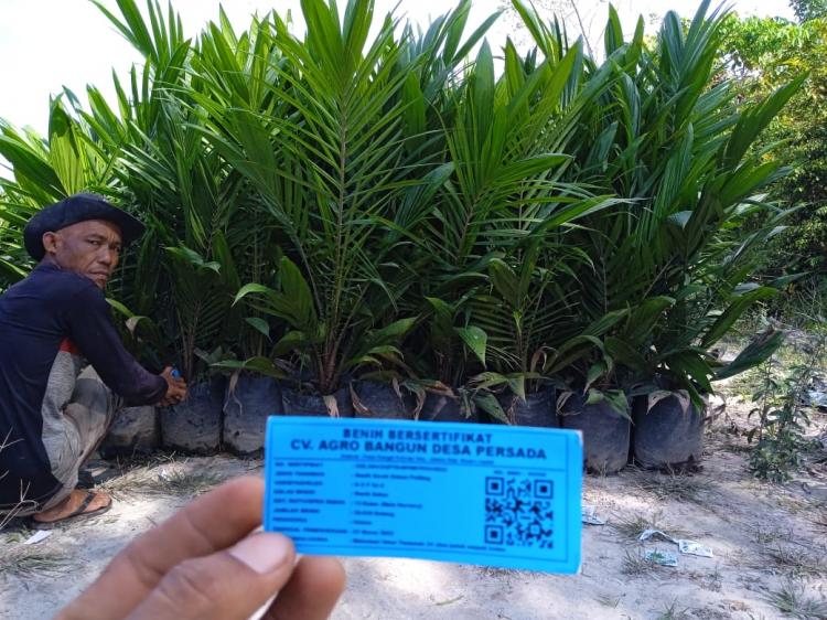 Peserta PSR Wajib Pakai Bibit Sawit Unggul