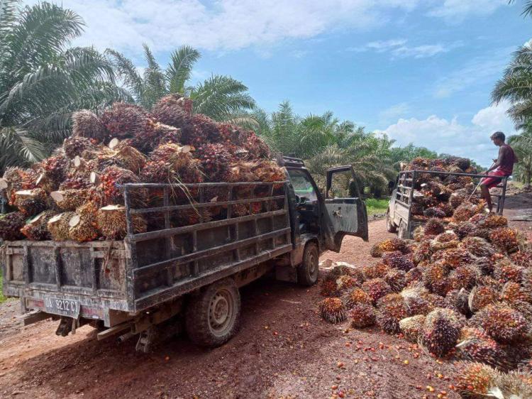 Petani Berharap Harga TBS Di Atas Rp 2.500/Kg, ini Jawaban Pengusaha
