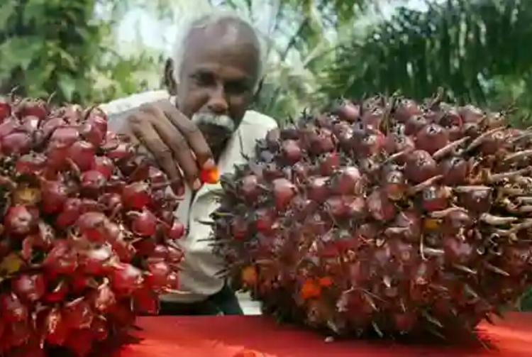 Ancaman Sawit India Harus Diantisipasi