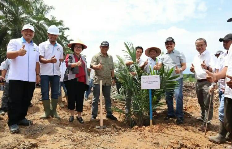PTPN VII Mulai Tanam Ulang Sawit, Diingatkan Jangan Sampai Gagal