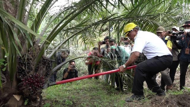 Sudah Mau Akhir Tahun, Belum Ada Pengusul PSR Dapat Rekomtek