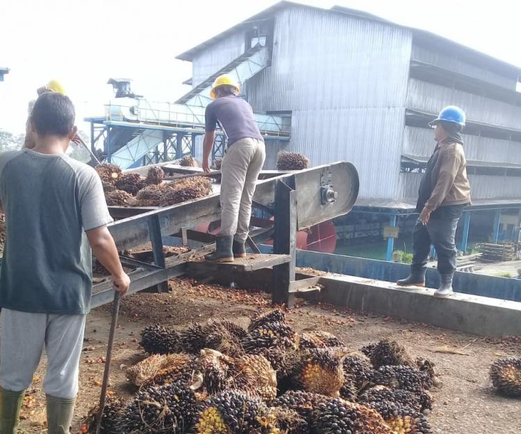 Petani di Daerah ini Siap-siap Bangun Pabrik CPO