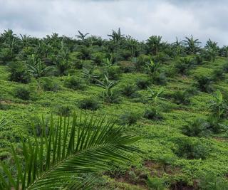 7 Koperasi Dukung Pembagunan Pabrik Kelapa Sawit di Dharmasraya