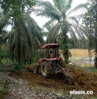 Begini Cara Replanting Jika Kebun Diserang Ganoderma
