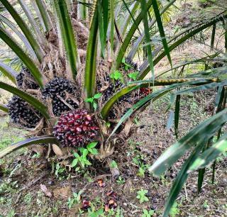 Petani PSR Dharmasraya Masih Bertahan dengan Harga Buah Pasir