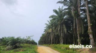 Bro, Mamuang Digoyang FoE, Nestle Disuruh Begini...