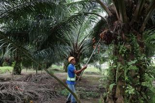 Ditopang Sawit, Nilai Tukar Petani Riau Masih Tumbuh Positif