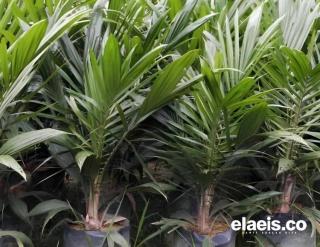 Pemkab Pesisir Selatan Beri Bantuan Bibit Sawit ke Petani, Ini Kata APKASINDO 