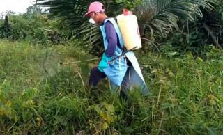 Petani Harus Bijak Pilih Herbisida, Begini Pertimbangannya