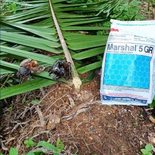 Jangan Sepele Pada Kumbang Tanduk, Bisa Bikin Sawit Jadi Begini