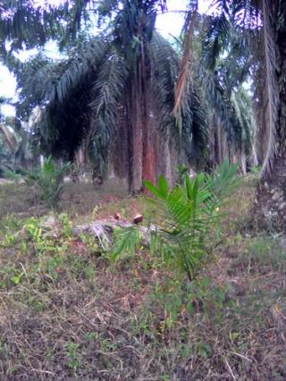 Teknik Underplanting Tidak Dilarang, tapi Risiko Tanggung Sendiri