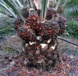 Tingkat Kematangan Mempengaruhi Harga TBS