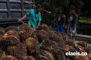Kejar Sumut, Harga Sawit di Sumbar Melejit hingga Rp2.586,48/Kg