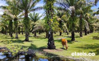 Petani Sawit Riau Mulai Kejar Program Sarpras BPDPKS, Ini Buktinya