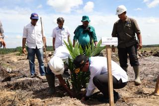 PTPN V akan Replanting 13.727 Hektare Kebun Sawit Inti hingga 2026