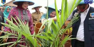 Daerah ini Kejar Peremajaan Kebun Sawit Rakyat Seluas 3.468 Hektare